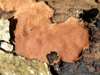Peniophora incarnata, Rosy Crust fungus