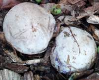 Egg stage of Aseroe rubra, Starfish Fungus or Anemone Stinkhorn