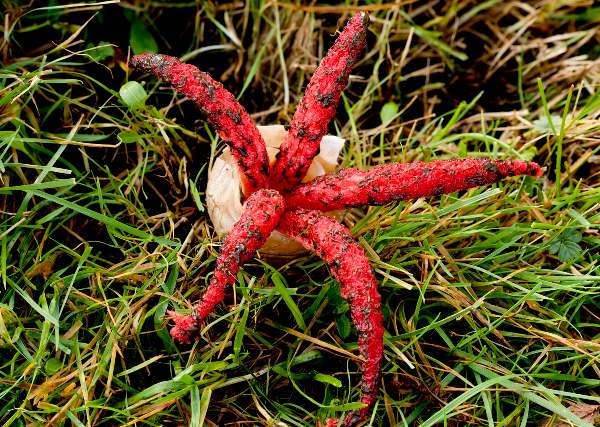 Clathrus archeri - more of a side-on view of the arching arms