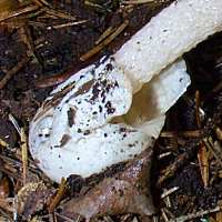 Mutinus caninus volva and stem