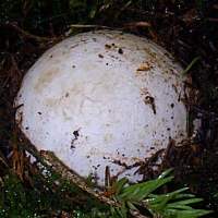 Phallus impudicus at egg stage