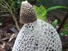 Bridal Veil Stinkhorn