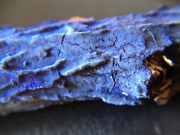 Terana caerulea, Cobalt Crust, southern England