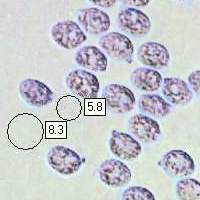 Spores of Armillaria mellea