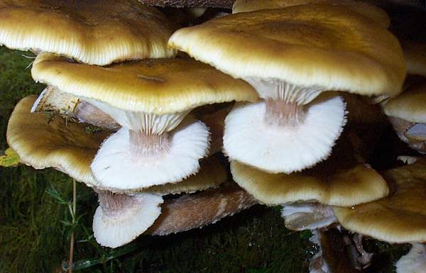Armillaria mellea - Honey Fungus