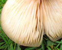 Gills of Armillaria mellea - Honey Fungus