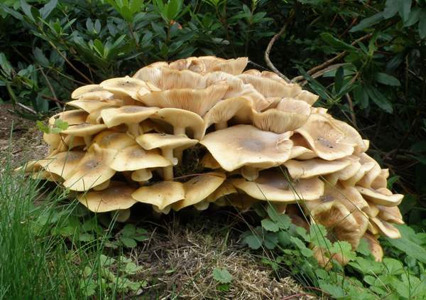 Honey Fungus on a hardwood stump