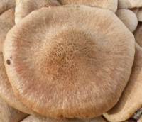 Cap of Armillaria tabescens, Ringless Honey Fungus