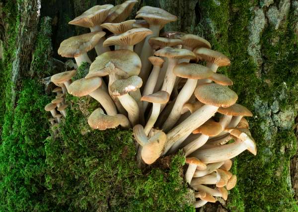 Armillaria tabescens - Ringless Honey Fungus onan oak trunk