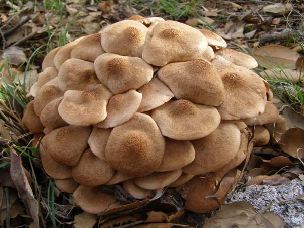 Armillaria tabescens - Ringless Honey Fungus on buried oak roots