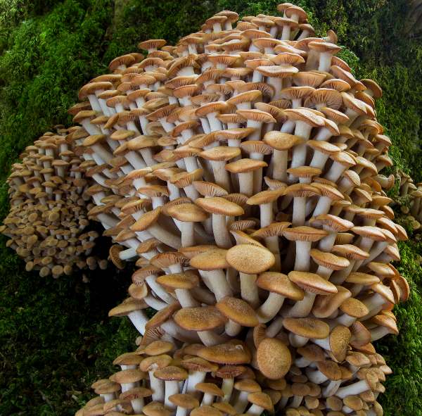 Desarmillaria tabescens - Ringless Honey Fungus at the base of a tree