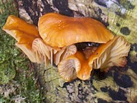 Distorted caps of Flammulina velutipes on beech wood