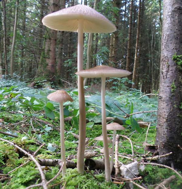 Xerula radicata or deep root mushroom dry grain mycelium seeds 10 g or 30 g 
