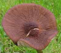 Hymenopellis radicata - a dark cap