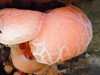 Rhodotus palmatus, Wrinkled Peach