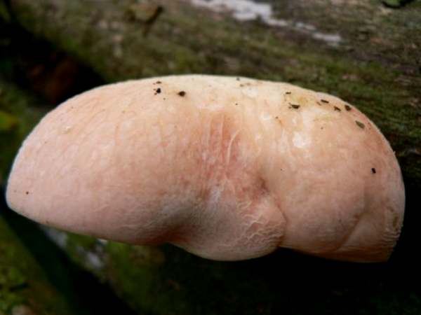 Rhodotus palmatus, Wrinkled Peach , mature fruitbody from south-east England