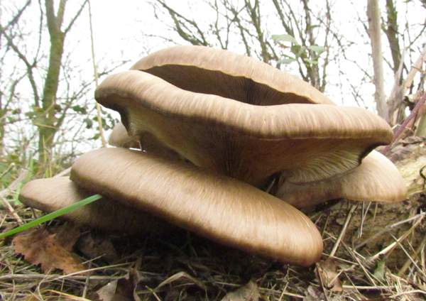 Pleurotus ostreatus, Oyster Mushroom, on a fallen branch