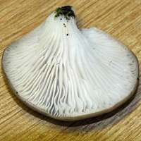 Gills of Pleurotus ostreatus, Oyster Mushroom