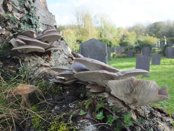 Pleurotus ostreatus - Oyster Mushroom, on beech stump, Wales UK