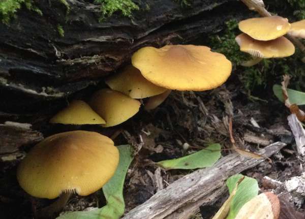 Pluteus chrysophaeus - Yellow Shield, a group in southern England