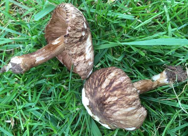 Pluteus umbrosus, Velvet Shield mushroom