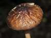 Pluteus umbrosus, Velvet Shield