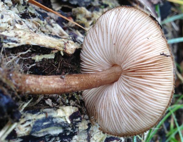 Pluteus umbrosus, Velvet Shield mushroom, side view