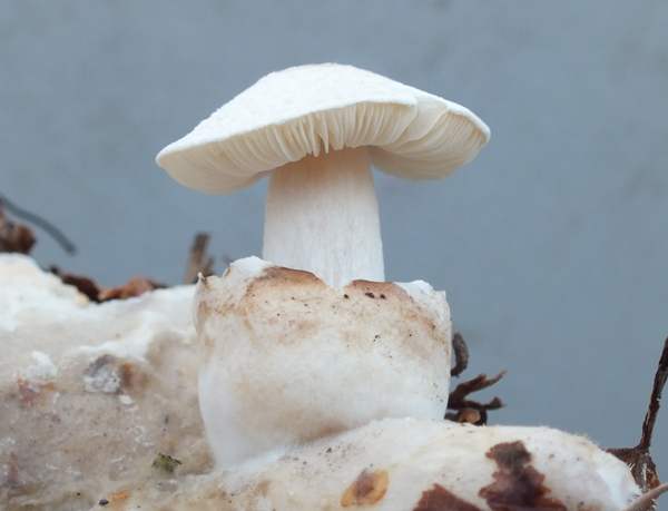 Volvariella surrecta growing on a Clouded Funnel Clitocybe nebularis