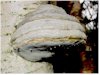 Fomes fomentarius - Tinder Fungus or Hoof Fungus