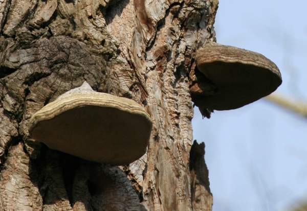 Fomes fomentarius - Hoof Fungus on a Poplar in southern France