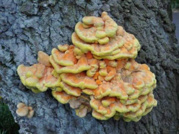 Young and edible fruitbodies of Laetiporus sulphureus - Chicken of the Woods