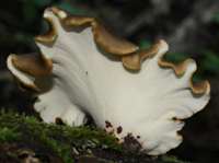 Underside (pores) of Polyporus durus, Bay Polypore