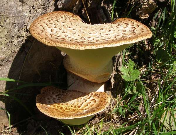 Polyporus squamosus in its less common funnel form