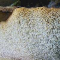 Pores of Polyporus squamosus