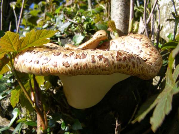 Polyporus squamosus on a sickly Sycamore tree, Wales