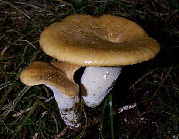 Polyporus tuberaster - Tuberous Polypore, pale capped form