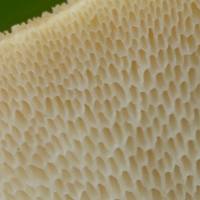 Pore surface of Polyporus tuberaster