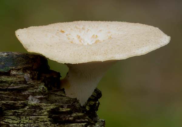 Polyporus tuberaster - Tuberous Polypore, picture by David Kelly