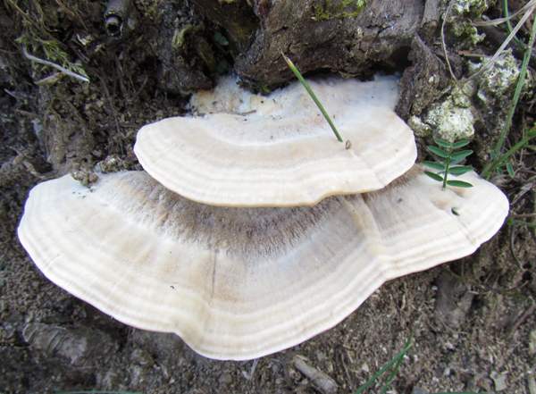 Trametes suaveolens in two-tiered form