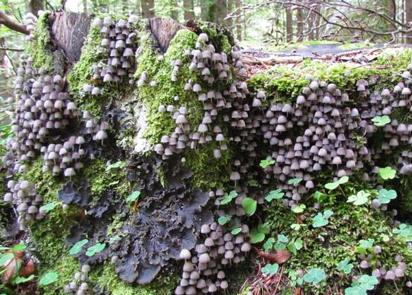 Coprinellus disseminatus - Fairy Inkcaps on the stump of a dead tree