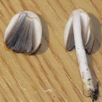 Gills and stem of Coprinellus domesticus