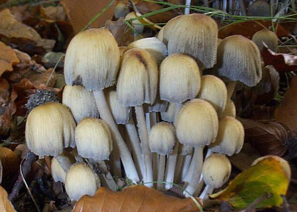 Coprinellus micaceus - Glistening Inkcap, a compact group