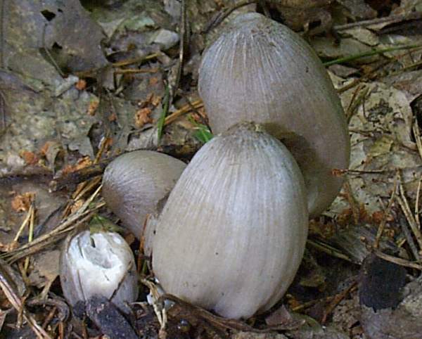 A group of Common Inkcaps, Wales, UK