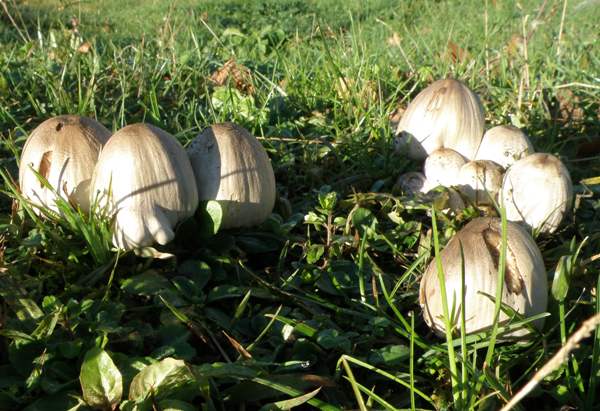 A group of Common Inkcaps on a lawn in southern Portugal