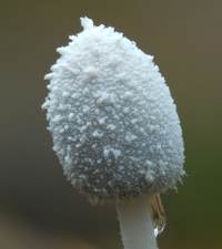 Cap of Coprinopsis nivea - Snowy Inkcap, by Dave Kelly
