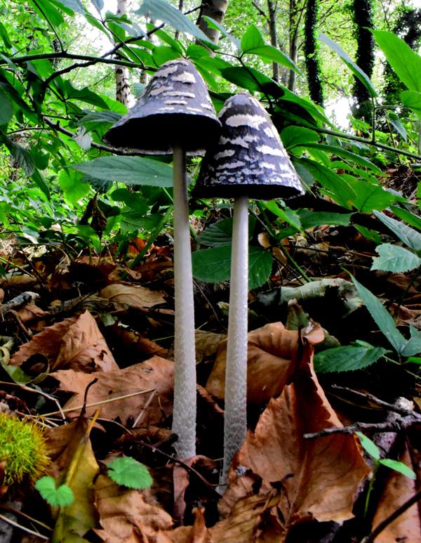 Coprinopsis picacea, Sherwood Forest, England