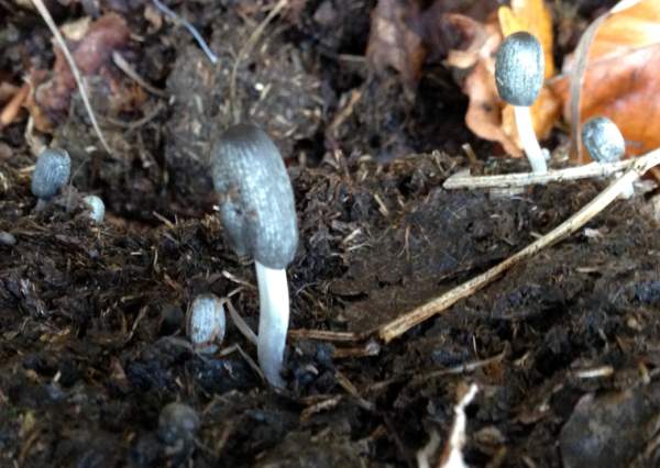Coprinopsis xenobia on cow dung