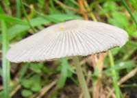 Cap of Parasola leiocephala