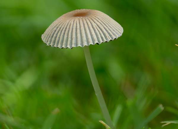 Parasola plicatilis - Pleated Inkcap, Hampshire, England