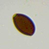 Spore of Psathyrella bipellis